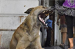 Delhis dog killers info gets a reward of 1 lakh, says NGO